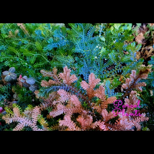Rare peacock spike moss - spike,