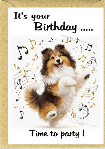 Shetland sheepdog sheltie - /,