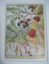 The Alder Fairy Vintage Flower Fairies Print & Mount Cicely Mary Barker c1930's