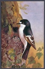 Pied Flycatcher by Roland Green - R.S. Art Press bird postcard