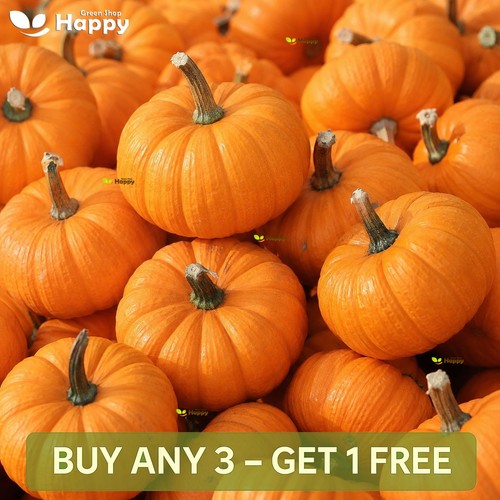 Cucurbita pepo pumpkin jack - cucurbita,