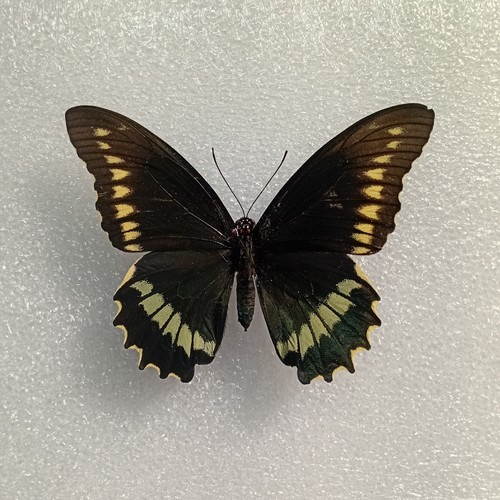 Gold rim swallowtail - rim,