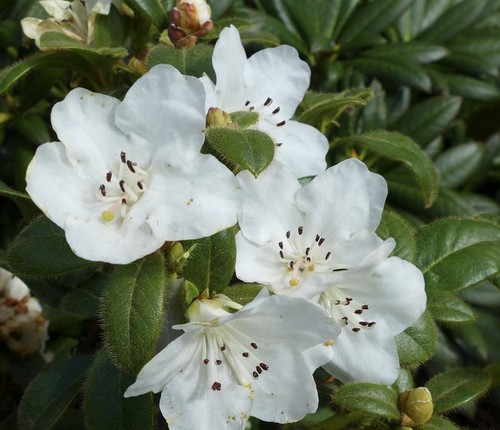 Rhododendron dwarf snow lady - rhododendron,