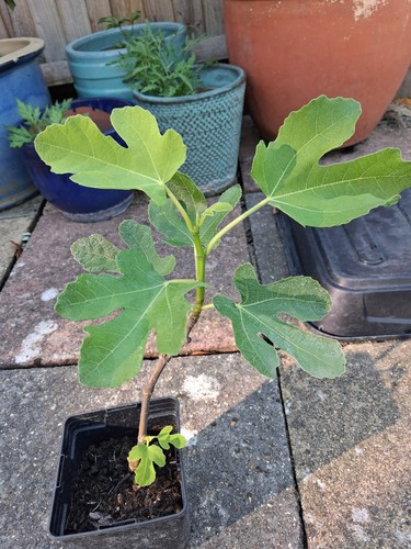 Organic fig tree brown - fig,