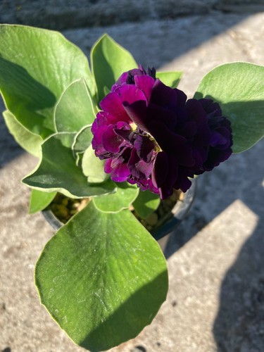 Primula auricula purple pip - purple,