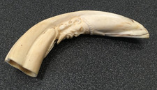 Rhodesia Warthog Tusk African
