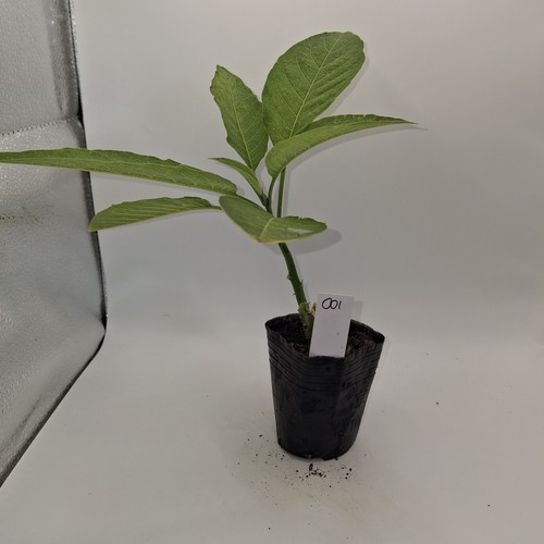 Brugmansia single white - brugmansia,