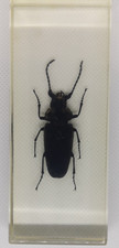 Curtomerus Long-horned Beetle