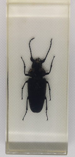 Curtomerus long horned beetle - curtomerus, long-horned