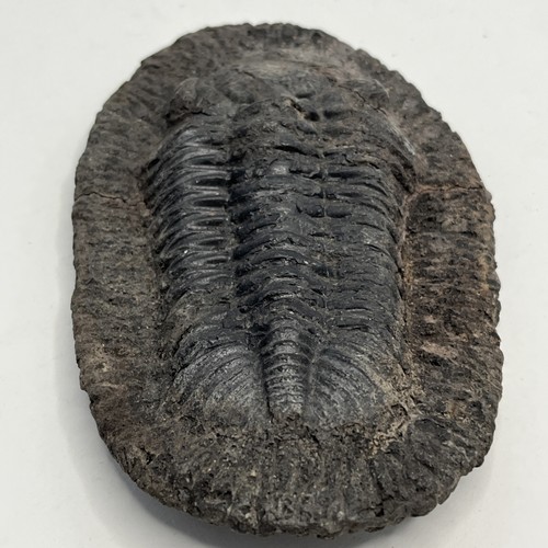 Trilobite fossil specimen - trilobite,