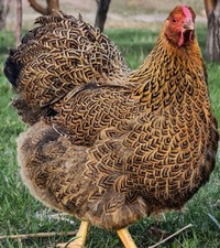 12+ Rare Breed Chicken Fertile