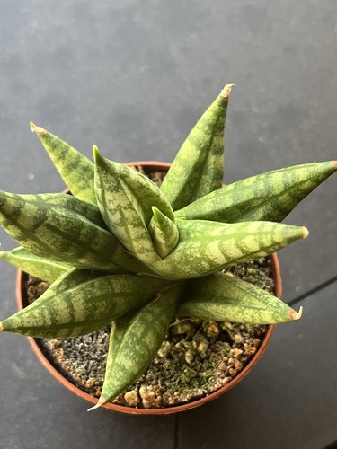 Sansevieria ming manee hybrid - sansevieria,