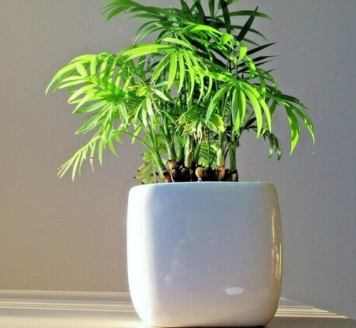 Bamboo plant soil - soil, compost