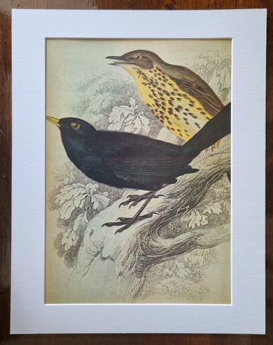 Antique mounted bird print - bird,