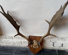 Fallow Deer Antlers Buck Stag Horns Taxidermy Large