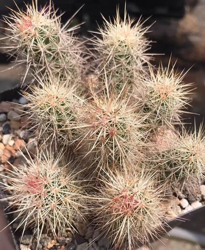 Echinocereus barthelowanus