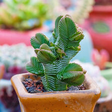 5CM Succulent Plant Crassula