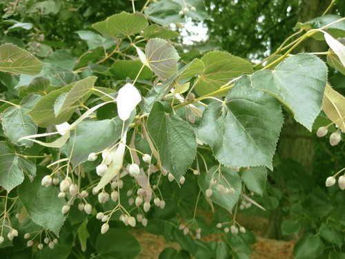 Lime tree seeds - tree, tilia