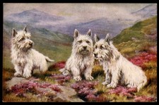 West highland white terrier - highland,