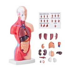 VEVOR Anatomical Human Torso