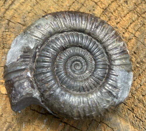 Dactylioceras ammonite fossil - ammonite,