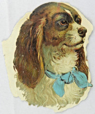 Beautiful Cocker Spaniel Brown Eyes, Light Blue Bow - Vintage Photograph
