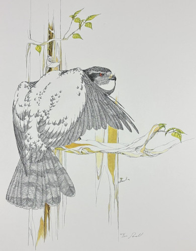 Peter parnall goshawk signed - peter,