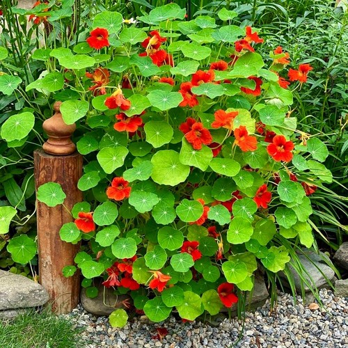 Nasturtium empress india - nasturtium, of