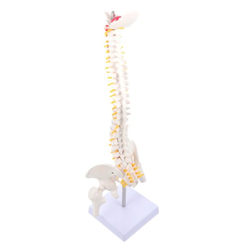 1pc human bone tailbone pelvis - 1pc,