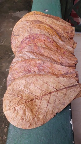 1000 pcs indian catappa - 1000-pcs,