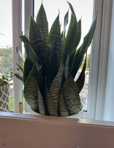 Snake plant indoor - 45-55, cm