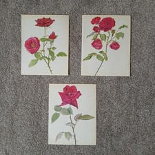 3 Vintage Botanical Prints