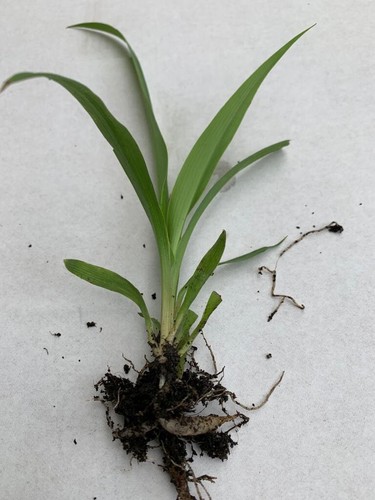 Spider plant well - 1,