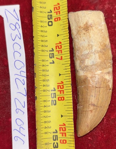 Rare carcharodontosaurus - rare,