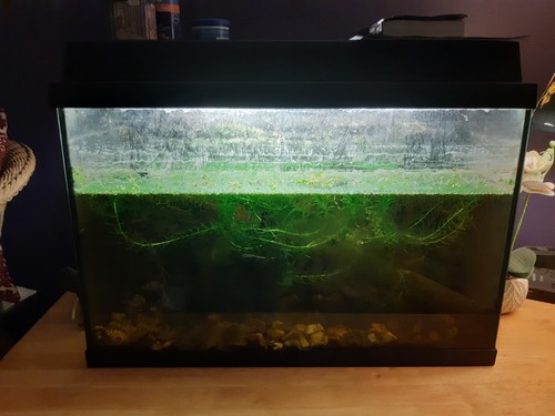 Juwel 60l fish tank - 60l, aquarium
