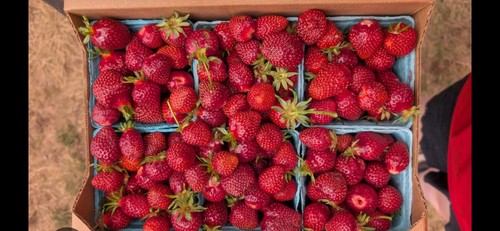 Sale 25 organic giant - sale!!!!,