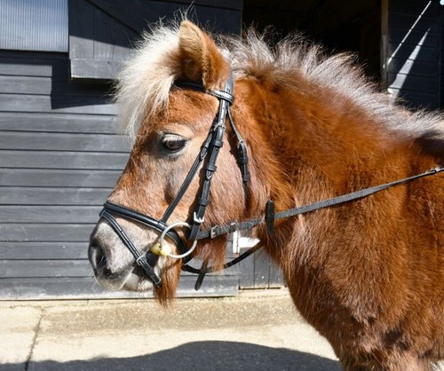 Horse windsor leather - horse,