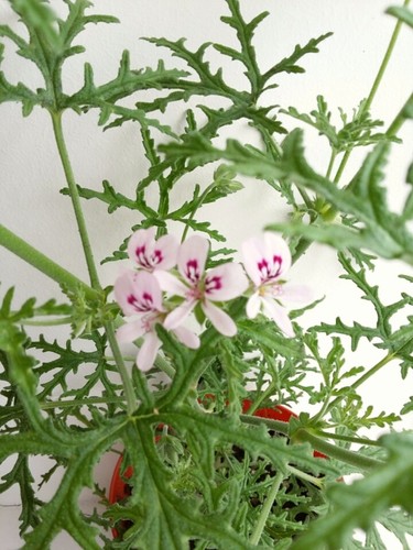 Radula scented pelargonium - radula,