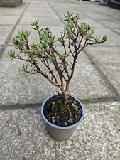 Crassula sarcocaulis Small