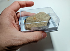 RARE Cambrian Hamatolentus