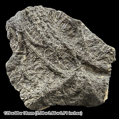 Pentacrinites crinoid fossil - pentacrinites,