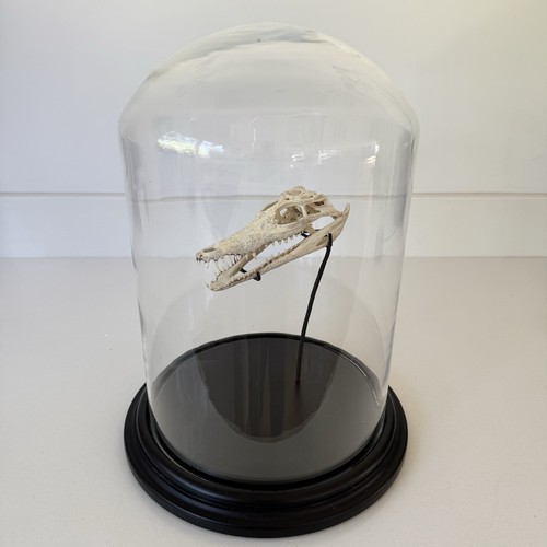 Nile crocodile skull - crocodile,