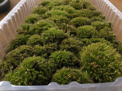 Live cushion moss clumps - cushion,