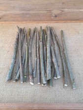 20 fast growing Hybrid poplar