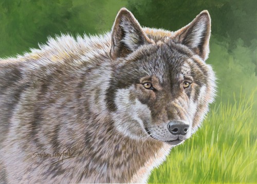 Stephen gayford the wolf - the,