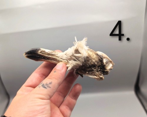 Mummified head taxidermy - mummified, head,