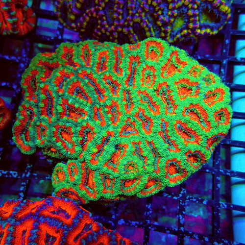 Wysiwyg acan lord coral - wysiwyg,