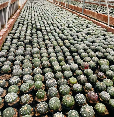 100pcs astrophytum - 4/10/20/50/100pcs,