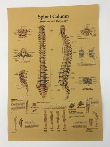 Vintage medical poster anatomy - medical,