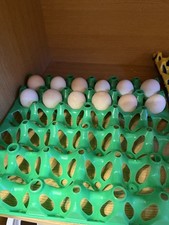 6 x Fresh Organic/FreeRange